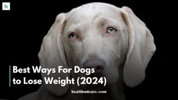 Best Ways For Dogs to Lose Weight