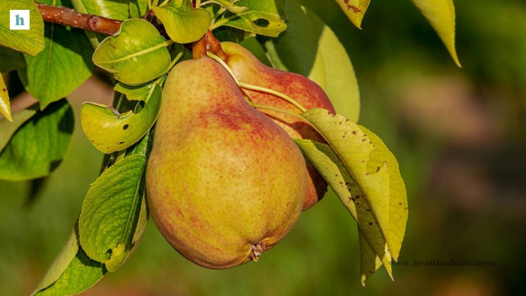 pears Best Fruits for Weight Loss